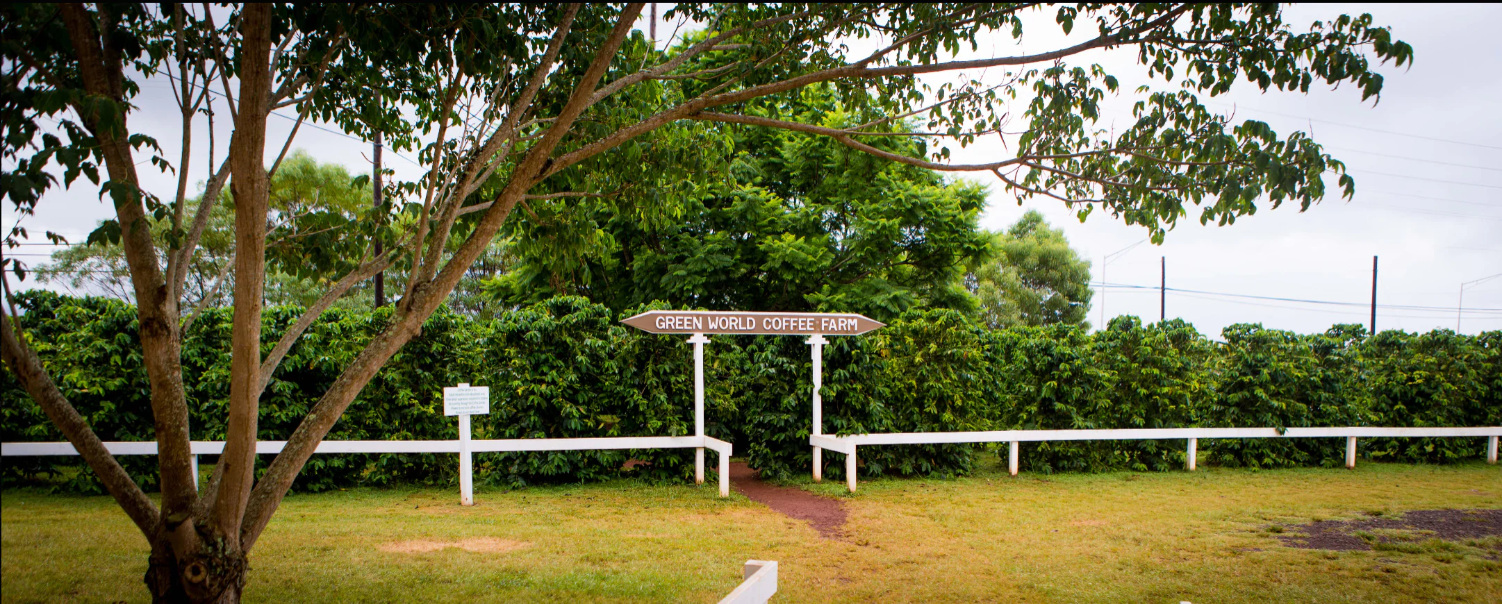 Freshness From Farm To Cup